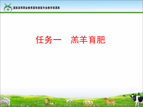 任务一羔羊育肥(张永洪).