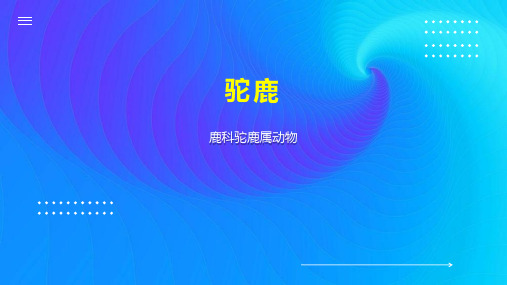 驼鹿    