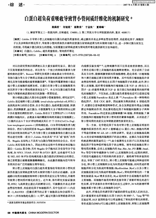 自蛋白超负荷重吸收导致肾小管间质纤维化的机制研究