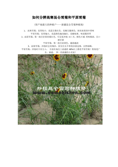 如何分辨新疆高寒昆仑山雪菊和平原雪菊
