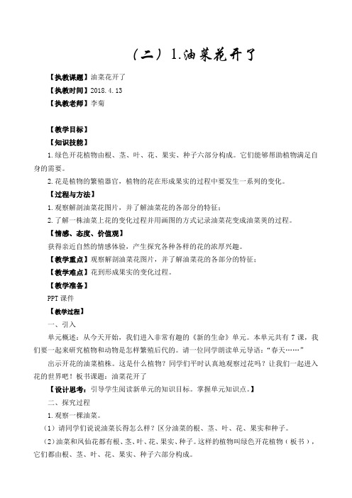 油菜花开了教学设计