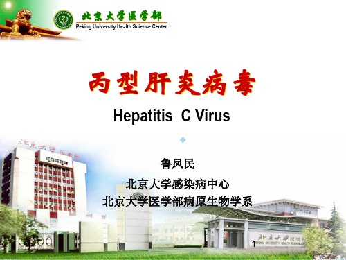丙型肝炎病毒ppt课件