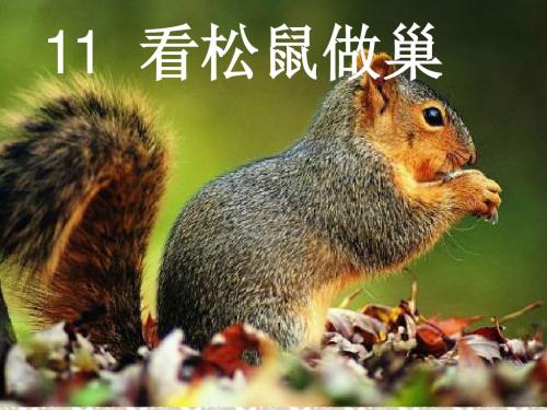 四上看松鼠做巢2