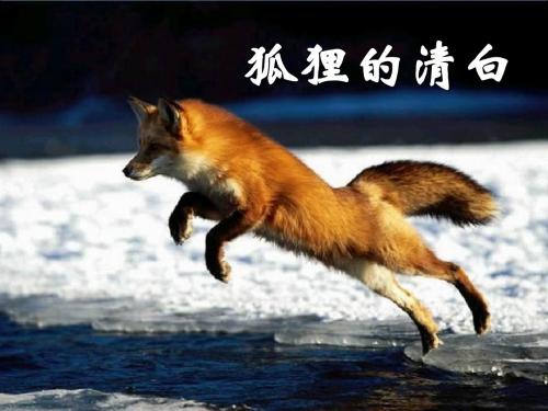 《狐狸的清白》精品ppt课件