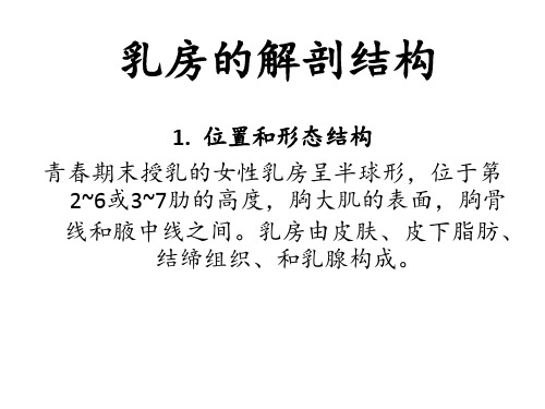 乳房的解剖结构 ppt课件