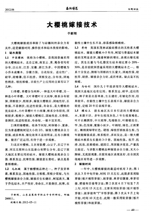 大樱桃嫁接技术