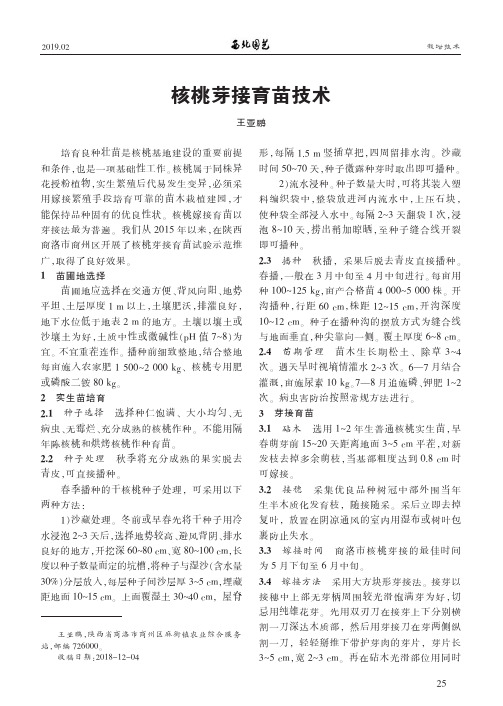 核桃芽接育苗技术