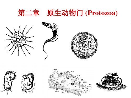 第二章原生动物