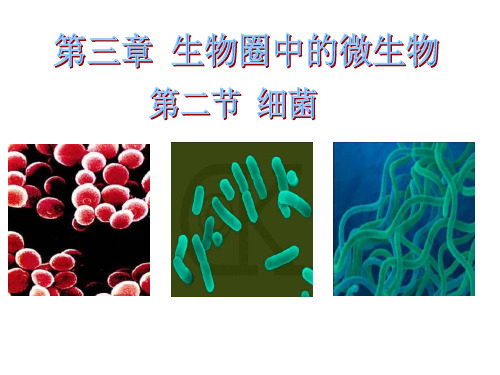 济南版七年级生物上册第二单元  第三章  第二节   细菌(共18张PPT)