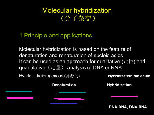 Molecular hybridization 分子杂交