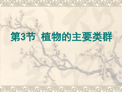 北师大版生物八年级下册22.3《植物的主要类群》 课件(共41张PPT)