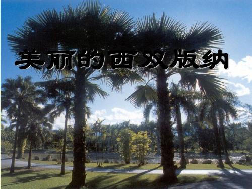 《美丽的西双版纳》PPT精选教学课件