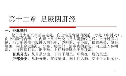 12足厥阴肝经