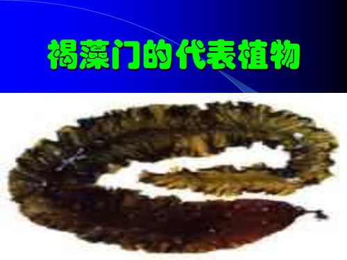13海洋生物学07褐藻门02褐藻门的代表植物