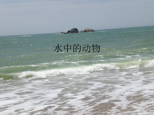 水中的动物PPT课件