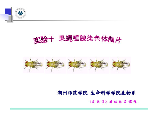 10实验十_果蝇唾腺染色体