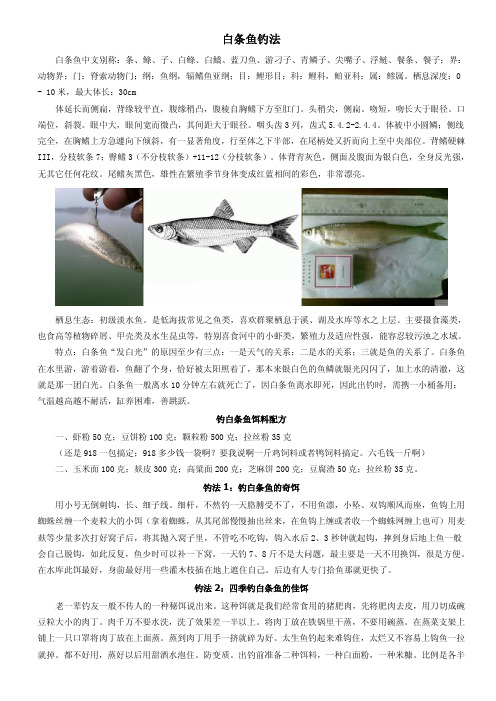 白条鱼钓法