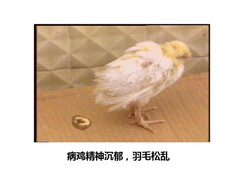 鸡传染性法氏囊病病毒IBDV最新ppt课件