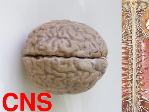 《基础医学各论3》资料：CNS2病理3
