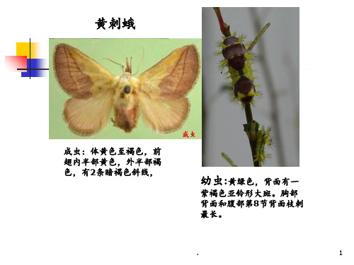 常见病虫害识别PPT课件