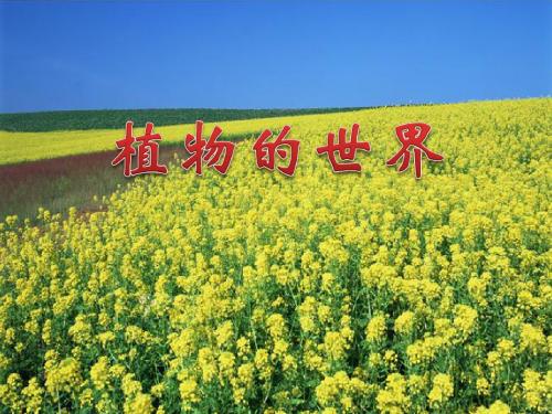 植物鉴别