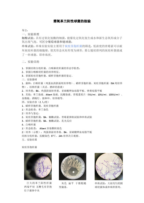 球菌的检验