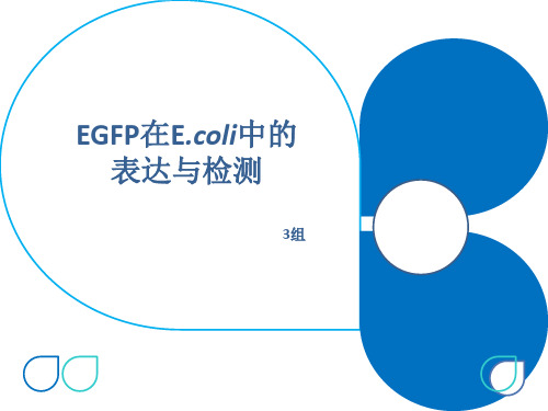 EGFP在大肠杆菌E.coli中的表达与检测.