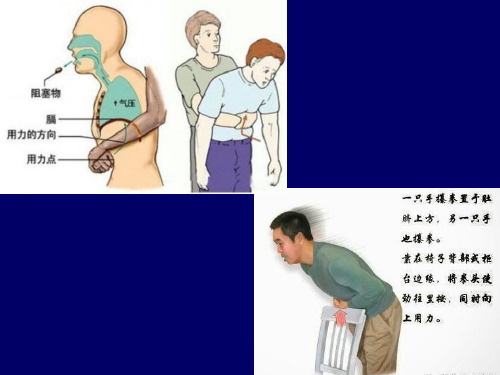 解剖学教学课件：10泌尿系统
