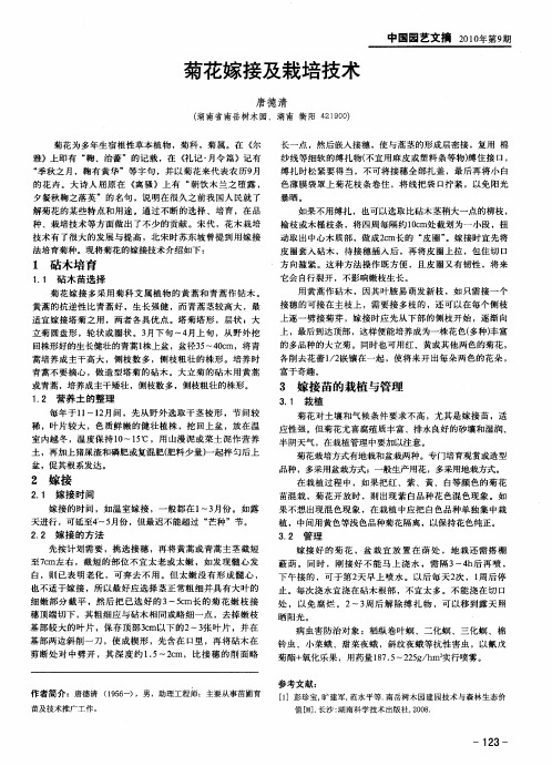 菊花嫁接及栽培技术
