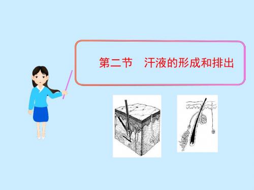 汗液的形成和排出