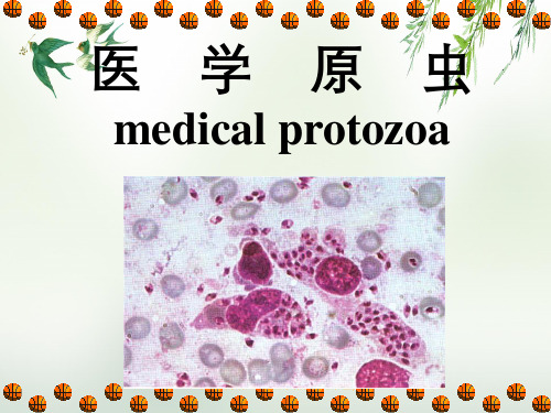 寄生虫学第十讲(原虫概论,阿米巴)