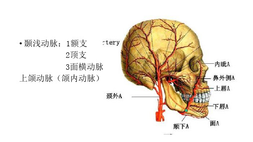 口腔颌面颈部系统解剖 脉管 颞浅动脉与上颌动脉