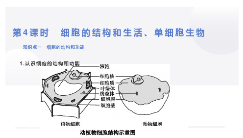 第4课时 细胞的结构和生活、单细胞生物