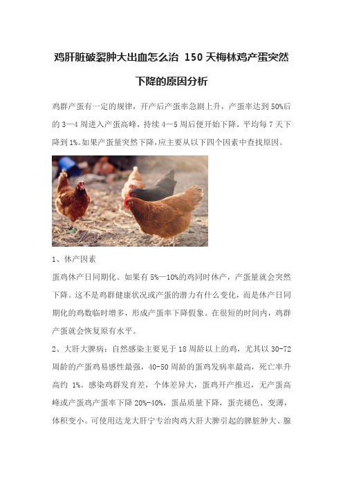 鸡肝脏破裂肿大出血怎么治 150天梅林鸡产蛋突然下降的原因分析