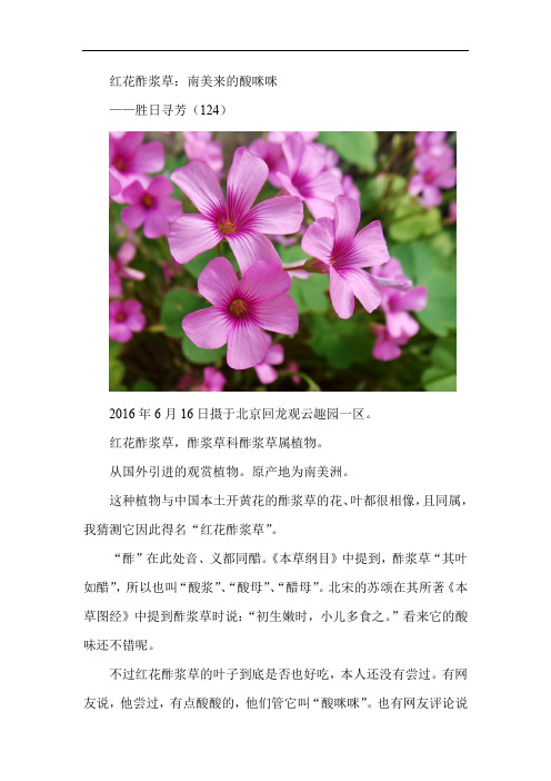 红花酢浆草——胜日寻芳(124) 有图