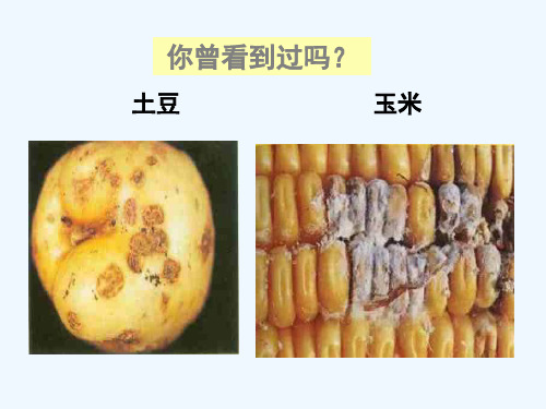 高中生物备课资料 第一章 生物科学与农业 第2节植物病虫害和动物疫病的防治课件 浙科版选修2