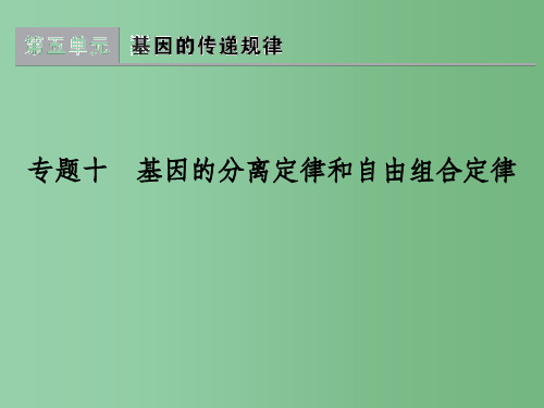 高考生物一轮复习 专题10 基因的分离定律和自由组合定律课件