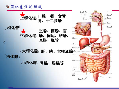 胃的形态结构