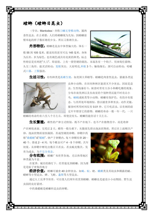 螳螂