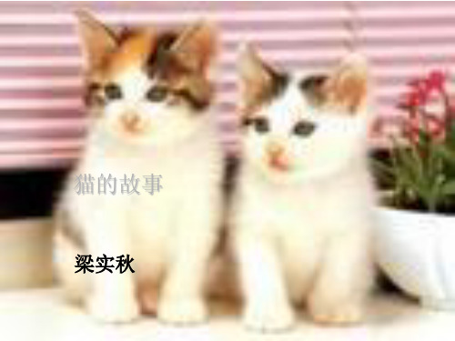 新北师大版七年级语文(上)《猫的故事》课件(38张PPT)(共38张PPT)