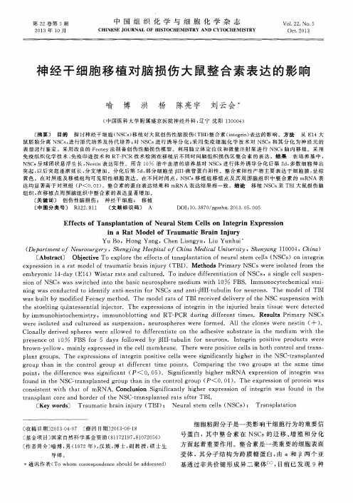 神经干细胞移植对脑损伤大鼠整合素表达的影响