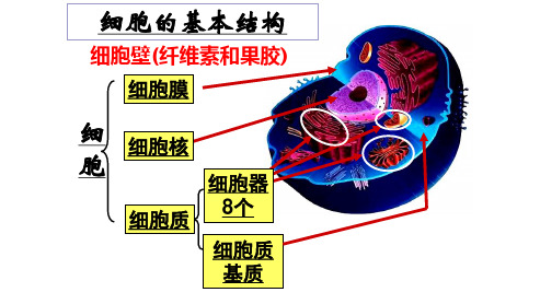 2.2.1主要细胞器的结构和功能