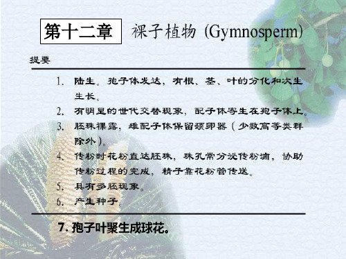 植物生物学-裸子植物