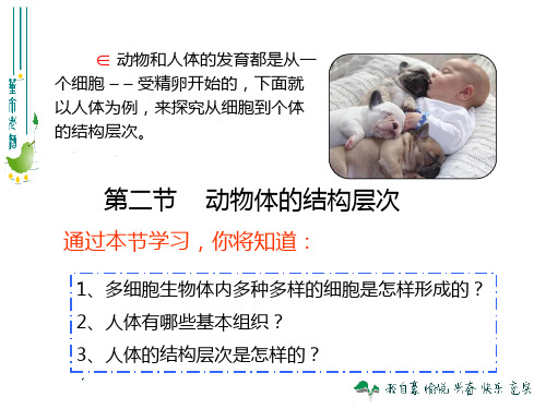 最新人教版222动物体的结构层次PPT幻灯片