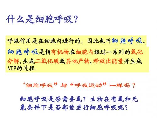 细胞呼吸