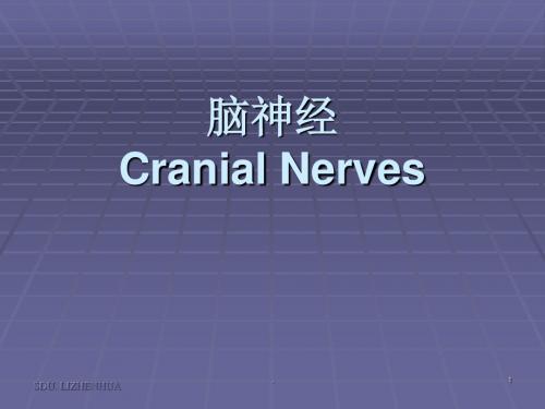 脑神经解剖PPT课件