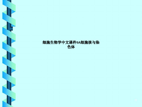 细胞生物学中文课件9A细胞核与染色体