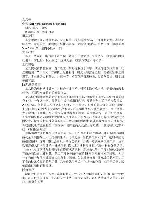 龙爪槐