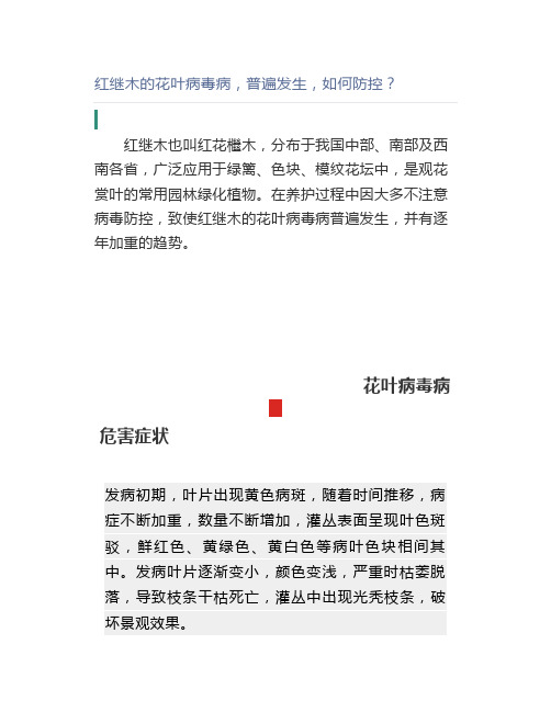 红继木的花叶病毒病,普遍发生,如何防控【园林管理】
