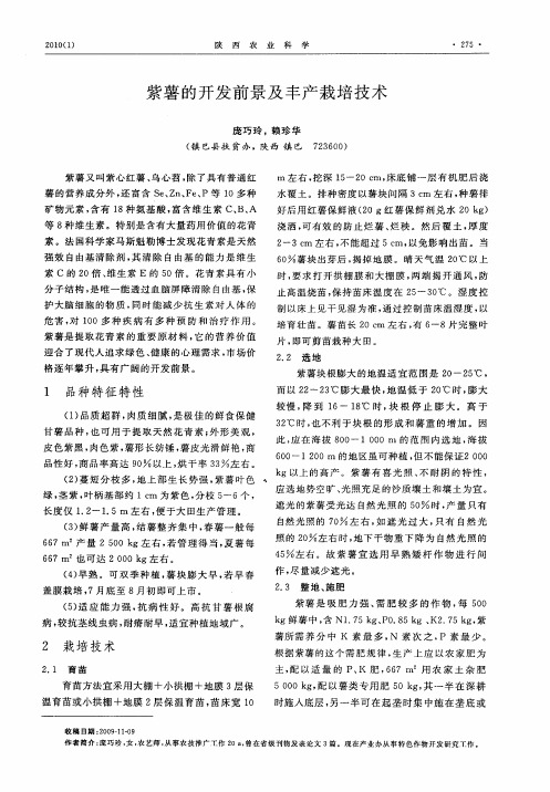 紫薯的开发前景及丰产栽培技术